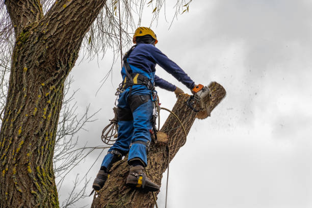 Best Tree Maintenance Programs  in Oskaloosa, IA