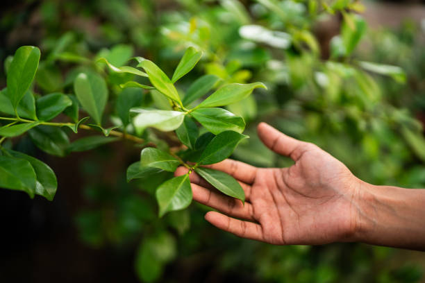 Best Tree Preservation Services  in Oskaloosa, IA