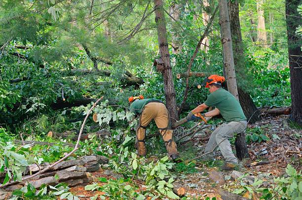 Best Hazardous Tree Removal  in Oskaloosa, IA